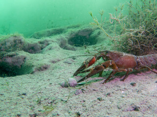Lone Crayfish Roaming a Murky Freshwater Floor