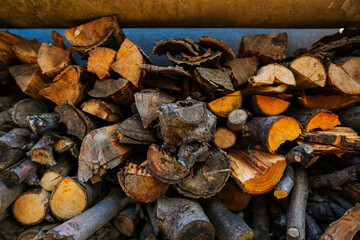 Harvesting firewood for the winter