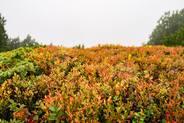 Tabernacles of stale blackberry in the mountains. The blackberry berries have been drained. Chew the leaves of the blackberry bushes against the background of the fog.
