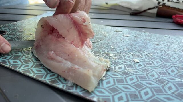 Filleting a bass