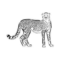 cheetah, vector sketch
