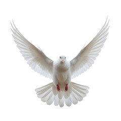 Obraz premium Majestic White Dove in Flight Against transparent background Perfect for Peace Symbolism Spiritual Designs or Religious Artwork