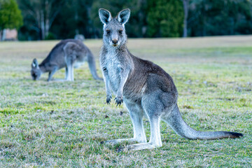 Young kangaroo