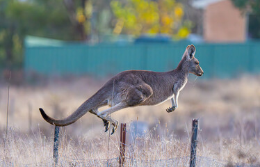 Kangaroo jumping fence
