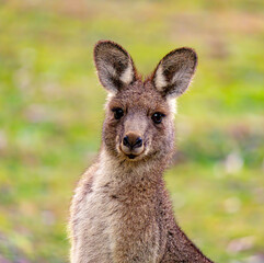 Kangaroo looking at camera