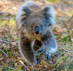 Koala walking towards camera © Tim