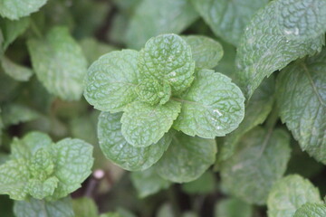 A close up of mint leaves