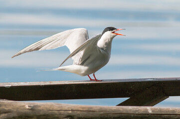 seagull on the beach