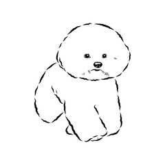 bichon frise, vector sketch