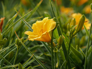 Lily, yellow flower in natural environment, in full bloom with dew drops, selective focus, decorative elegant flower on green grass background