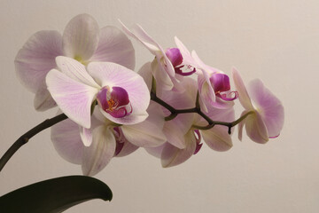 Orchid pink flower twig with water drops. Neutral beige pastel color background.