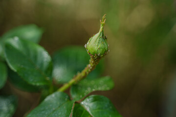 Aphids on a green rosebud.