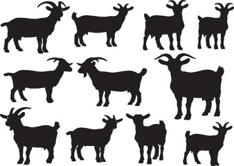 Obraz premium Detailed vector illustration of a goat for design projects