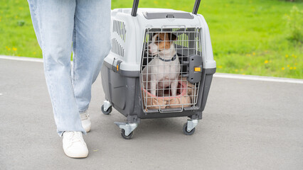 Caucasian woman traveling with dog. Owner carries Jack Russell Terrier in cage for safe travel. 