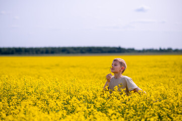 Fototapeta premium Blond boy standing in a blooming rapeseed field on a sunny day, gently smelling a yellow flower, surrounded by nature and golden light