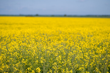 Vast blooming rapeseed field under a clear blue sky on a sunny summer day, vibrant yellow landscape symbolizing nature, agriculture, and seasonal beauty