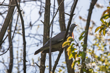 Pigeon perché sur une branche en forêt