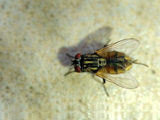 a closeup shot of a fly on a wall