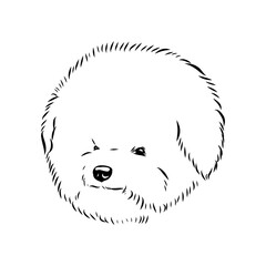 bichon frise, vector sketch