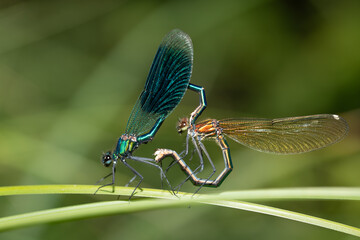 Two damselflies (Calopteryx virgo) form a heart with their bodies while making love. The insects...
