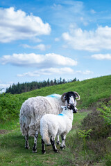 Ewe and lamb, North Yorkshire, England