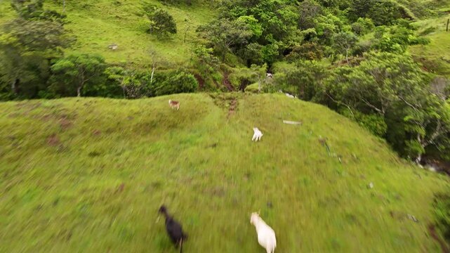 Aerial of cows running on green highland grass in rural Ng&auml;be-Bugl&eacute; terrain of Panama