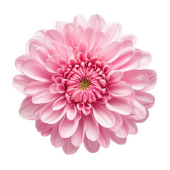 Fototapeta premium Pink dahlia flower isolated on white, a beautiful summer blossom showcasing its delicate petals