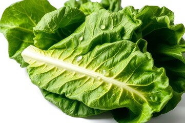 Fototapeta premium Fresh Green Iceberg Lettuce Leaves
