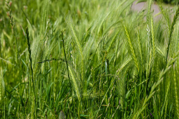 close - up view of fresh green grass in summer