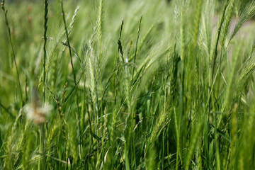 close - up view of fresh green grass in summer