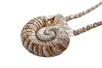 Spiral seashell pendant strung on necklace isolated on white background or png background or transparent background.