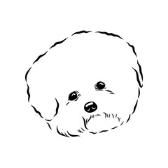 bichon frise, vector sketch