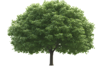 Vector realistic bubbles on a transparent background - A realistic photograph of an entire green tree with a transparent background