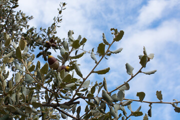 Acorns from holm oak. Blue sky, Spain