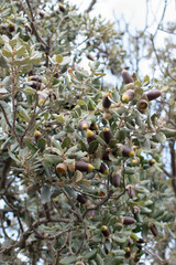 Holm oak with many acorns and green leaves. Evergreen tree. Quercus ílex