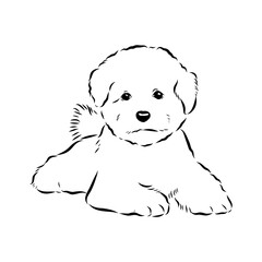 bichon frise, vector sketch