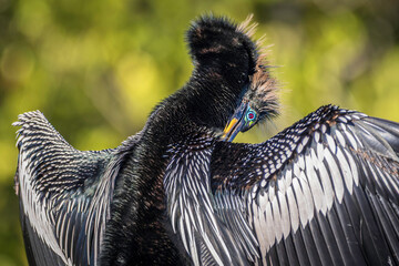 Close-up of Anhinga bird drying its wings in the sun, soft natural green background