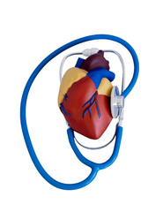 Anatomical heart model with stethoscope on white background