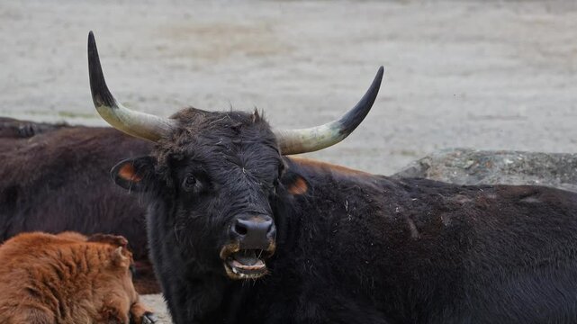Heck cattle, Bos primigenius taurus, claimed to resemble the extinct aurochs. Domestic highland cattle