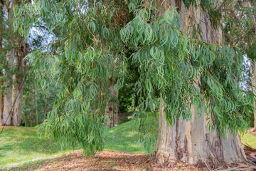 a huge exotic tree in Shekvetili Dendrological Park
