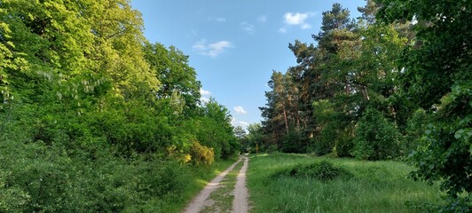 path in the forest