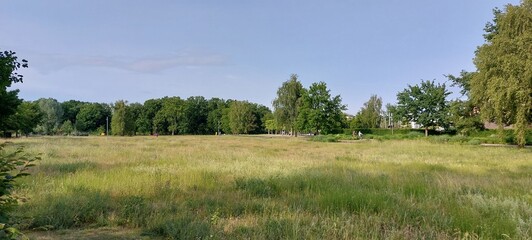pine trees in the field