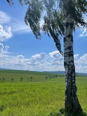 tree in the field