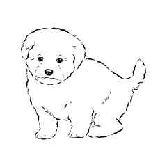 bichon frise, vector sketch