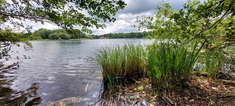 reflection of trees in water