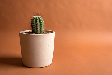cactus in flowerpot