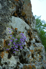Campanula biebersteiniana is a species of bellflower growing from 5 to 10 cm high, native to the Caucasus, where it grows on alpine meadows and rocky slopes at an altitude of 2000 to 4000 m. Synonym C