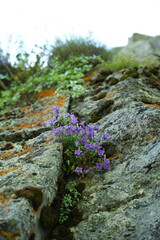 Campanula biebersteiniana is a species of bellflower growing from 5 to 10 cm high, native to the Caucasus, where it grows on alpine meadows and rocky slopes at an altitude of 2000 to 4000 m. Synonym C