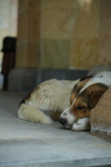 The dog that hides from the sun and sleeps