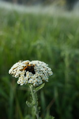Duizendblad (Achillea) is een geslacht van ongeveer 85 bloeiende planten uit de composietenfamilie (Compositae of Asteraceae).